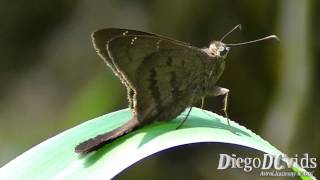 Urbanus sp Butterfly Hesperiidae Longtailed Skipper Butterfly [upl. by Clive675]