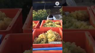 अंगूर से कैसे करते है लाखों की कमाई   grapes  grape [upl. by Ynahteb]