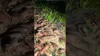 Shrimp Farming shrimp farming agriculture shorts [upl. by Airotkciv]