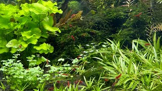 acuario plantado con micro rasboras corydoras pigmeas y neocaridinas red sakura [upl. by Dnaleel]