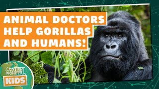 Animal Doctors Help Gorillas AND Humans [upl. by Anayrb]