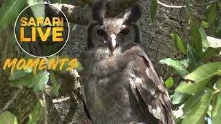 A Very Proud Verreauxs Eagle Owl [upl. by Halland]