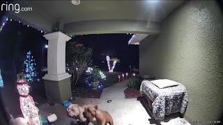 Loose dogs caught on camera killing cat [upl. by Nivac]