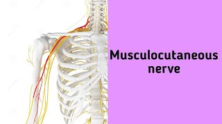 Musculocutaneous nerve  anatomy upperlimb musculocutaneousnerve coarse [upl. by Onafets]