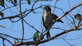 Grey Butcherbird Hervey Bay Qld [upl. by Eidak]