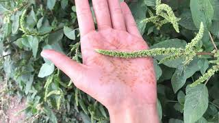 Identifying and Foraging Amaranth [upl. by Gnouc537]