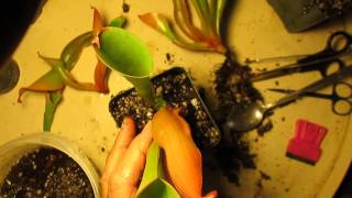 How I Divide Heliamphora [upl. by Morville]