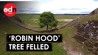 Second Arrest Man In His 60s Arrested After Iconic Hadrians Wall Tree Deliberately Felled [upl. by Trumaine236]