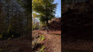 Hiking the Witches Trail 🌲✨ WitchesTrail Tecklenburg HikingAdventure Germany natureshorts [upl. by Schober]