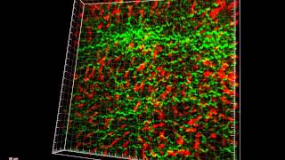 Intravital imaging of mouse liver [upl. by Alwitt]