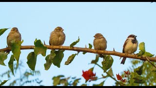 how does house sparrow sings Old world Sparrows  Passeridae [upl. by Ahseim]