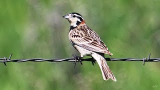 Chestnutcollared Longspur [upl. by Orelle]