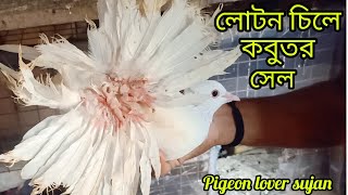 Indian fancy kobutor loton pigeon kabutar fancypigeon [upl. by Medin705]