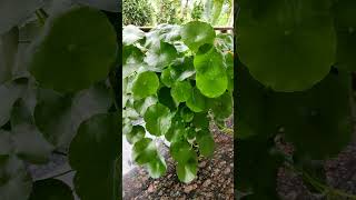 pennywort plantHydrocotyle verticillata shorts [upl. by Dita362]