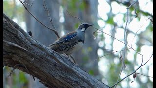 The elusive Spotted Quailthrush [upl. by Nolyaj505]