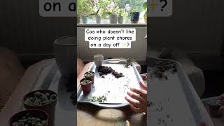 SOP potting stringofpearls indoorplants plants garden plantspot plantcare osuperman [upl. by Arikehs]