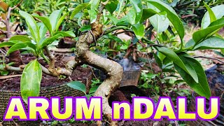 Bonsai Paling Manja  Arum Dalu Cestrum nocturnum L [upl. by Namia]