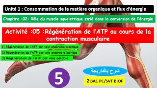 Régénération de lATP au cours de la contraction musculaire partie 5 شرح بالداريجة 2 bac pcsvt [upl. by Mannos149]