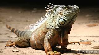 Top dicas para criar uma iguana em casa [upl. by Olshausen]