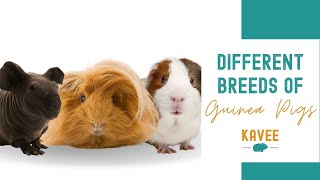 A Quick Guide to Guinea Pig Breeds [upl. by Adamis90]