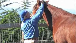 Equine Massage Basic Techniques [upl. by Nnalyrehc]