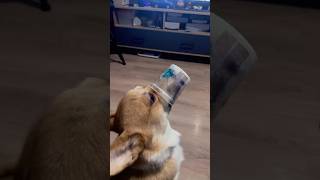 Corgi’s Epic Yogurt Jar Adventure 🤣🫙 dog humor viral Adventure cute funny [upl. by Uhn]