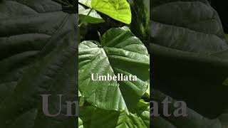 Ficus Umbellata ficusumbellata [upl. by Roselin]