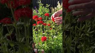 Den lækre knaldrøde staude Brændende kærlighedLychnis chalcedonica❤️ perennials blomster [upl. by Tish]