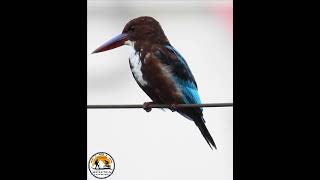 White Throated Kingfisher bird birdslover birdwatching nature kingfisher blue darjeeling yes [upl. by Ellenaj604]