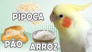 CALOPSITA PODE COMER PIPOCA ARROZ PÃO [upl. by Emelin]