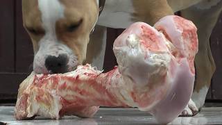 Dog eats the big bone 🦴🦴🦴 CLEAR SOUND of chewing [upl. by Clarise328]