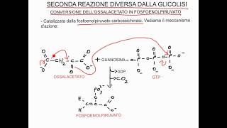 CORSO DI BIOCHIMICA  LEZIONE 23 DI 47  GLUCONEOGENESI  PARTE 1 [upl. by Nodearb69]