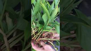 How to grow Hawaiian Pink Ginger from flower [upl. by Krenn937]