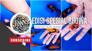 REVIE HARGA KOI  EDESI SPESIAL SHOWA  ikankoi freshkoiblitar koiindonesia nishikigoi [upl. by Lahcym65]