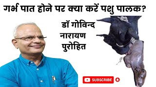 गर्भ पात होने पर क्या करें पशु पालक I गर्भ पात एक खतरनाक समस्या I Abortion in cows I What to do [upl. by Naawaj]