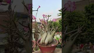 Adenium collection Akshar Plants amp Planters [upl. by Adaurd776]