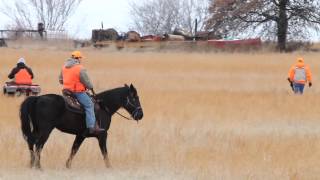 Shoot To Retrieve Gun Dog Trial [upl. by Niffirg]