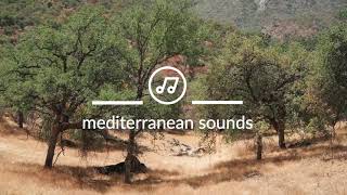 Mediterranean Sounds  Cicadas Sing On the Greek Island of Evia  Nature Recordings  Soundscape [upl. by Demy]