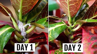 5 SIMPLEST Ways To GET Rid of Mealybugs In MINUTES [upl. by Ainot]