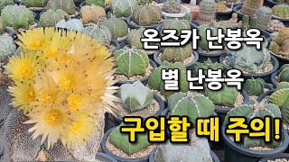 별 난봉옥과 온즈카 난봉옥 구분 구입할 때 조심 Astrophytum myriostigma amp Onzuka 난봉옥의 특징과 재배 [upl. by Labina]