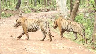 Two tigers fight over tigress in Tadoba TATR Original video by Saurabh Kurve 01072019 [upl. by Deehsar]