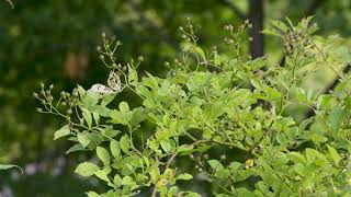 Rosa multiflora  Multiflora Rose [upl. by Curtis]