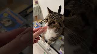 funny catlov catcare funnyshorts cat mustlovecats pets catlove catslover [upl. by Darsey]