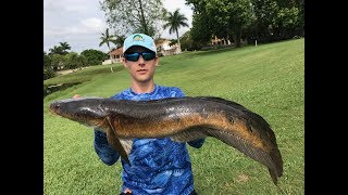 Fishing for big Bullseye Snakeheads in South Florida with topwater frogs [upl. by Jocko]