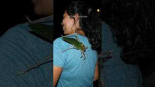 THE LARGEST KATYDIDS  Macrolyristes Corporalis shorts viral [upl. by Eseilanna80]