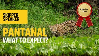 Pantanal Wildlife  What to expect [upl. by Terris]