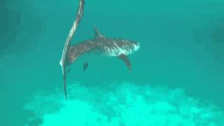 Tiger Shark at Exuma Bahamas [upl. by Daveta]