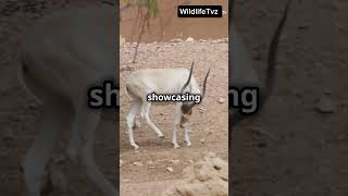 Meet the Addax The Urban Legend of the Desert life facts nature wildlife animals wildelife [upl. by Zetnas64]