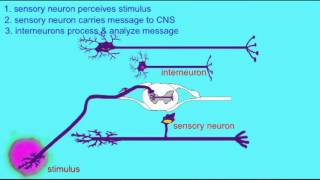 SPINAL CORD IPSILATERAL REFLEX [upl. by Adnorhs350]