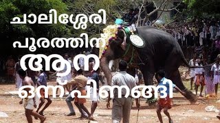 chalissery pooram 2024 ചാലിശ്ശേരി പൂരത്തിന് ആന ഒന്ന് പിണങ്ങി chalisserypooram2024 pooram2024 [upl. by Ettenor]